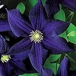 50 Dark Purple Clematis Seeds Bloom