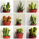 Succulent Plants Live Indoor Plants - Low Maintenance, Unique Live Plants Real Live Succulents Indoor Plant Decor ，Perfect Size DIY Room Decor Succulent Plant Suit (3pcs)