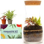 Handmade Clear Glass Terrarium Kit With Round Cork Top Open or Closed Garden Display Flower Pot Indoor Outdoor Centrepiece Planter Fittonia Moss 19cm Height (Kit with Fern & Fittonia)