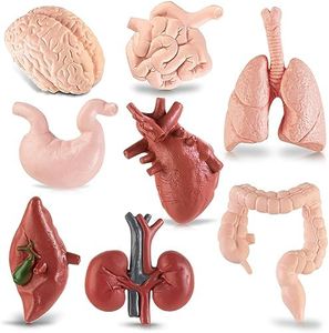 Mini Human Body Model for Kids, 8PCS Body Parts Sets Anatomy Toys, 3D Anatomy and Physiology Study Tools for Students Class Learning