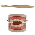 BESPORTBLE Dental Teeth Model with 
