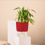 KYARI Bamboo 2 Layer Indoor Plants for Living Room | Live Plants | Plants with Red Self Watering Pot for Home | Air purifier plants | Plants for Home Decor | Plants for Garden & bedroom