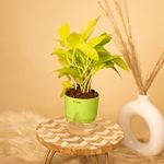 KYARI Golden Money Indoor Plants for Living Room | Live Plants | Plants with Green Self Watering Pot for Home | Air purifier plants | Plants for Home Decor | Plants for Garden & bedroom