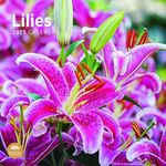 2025 Lilies Monthly Wall Calendar by Bright Day, 12 x 12 Inch Beautiful Nature Garden