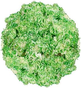 GlobalRose 100 Green Carnations- Fresh Flowers Delivery- Beautiful Vibrant Colors