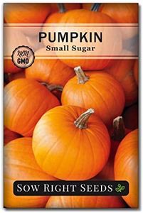 Sow Right Seeds - Small Sugar Pumpkin Seed for Planting - Non-GMO Heirloom Packet with Instructions to Plant a Home Vegetable Garden - Mini Orange Sugar Variety on Long Vines - Fast Growing (1)