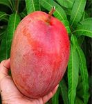 DIARAA Miyazaki Mango fruit plant Original Type Taiyo No Tamago Eggs Of Sun Fresh Exotic Grafted Mango Tree fruit plant For Your Home Garden, height 2-3 Feet, Fruit After 1 Year