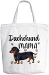 Dachshund 