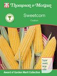 Thompson & Morgan - RHS Vegetables - Sweetcorn Ovation F1-25 Seed