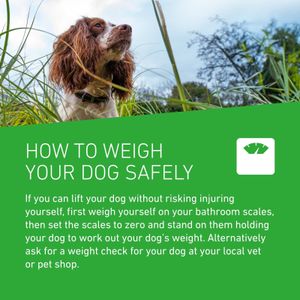 Frontline Plus Flea & Tick Treatment for Medium Dogs