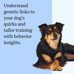 Wisdom Panel Dog DNA Test Kit – Breed & Health Insights