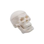 Labzio - Micro skull model, 1/4 th natural size, 3 part anatomical learning skeleton head for students- easy to carry, (Micro skull model)