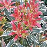 1 X PIERIS 'Flaming Silver' Evergreen Shrub Hardy Garden Plant in Pot P9