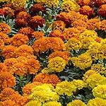 1000+ French Marigold Seeds for Pla