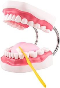 Ultrassist Dental Model, Ideal Brushing Teaching Model for Kids and Childrean, 6 Times Enlarge, Includes Toothbrush