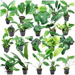 CANTON AQUATICS Live Aquarium Beginner 10 Plants - Provide Natural Environment - Attractive Appearance - Easy to Maintain - Promote High Water Quality - Bundle Pack (20 Plant Bundle)