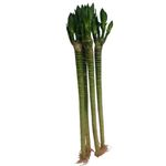 CAPPL 50 cm Lotus Bamboo Live Plants Without Glass Container (3 Sticks)