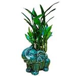 Live Lucky Bamboo Two Tier Plant in