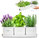 Green Thumbz Herb Pots for Kitchen 