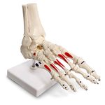 Evotech Scientific Human Foot and Ankle Model, Life Size W/Muscle Origin & Insertions Painted, Medical Anatomy Foot Skeleton Model W/Tibia Fibula, Right, Fully Articulated