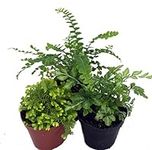 Mini Ferns for Terrariums/Fairy Gar