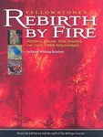 Yellowstone's Rebirth by Fire: Risi