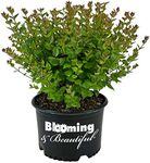 Blooming & Beautiful - Rose Creek A