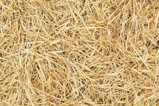 CK POWER Mr Paddy Straw,Rice Straw For Oyster Mushroom Cultivation/For Organic Mulching 100% Pure&Organic Or Roses,Garden Beds,Vegetabels,Flower,Fruits,Pots,Trees,Pack Of 2 Kg