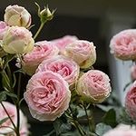 Heirloom Roses Eden Climber® Rose P