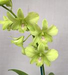 Florona Dendrobium Orchid Seedling Plants " BURANA GREEN " 1 Helathy Live Plant Without Pot