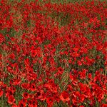 Pictorial Poppy Wild Flower Seeds 50,000 Seeds Papaver rhoeas Red Common Field Poppy Meadow Wild Flower Seed Seeds by Pretty Wild Seeds BN Pictorial Seed Packets Fresh Seeds