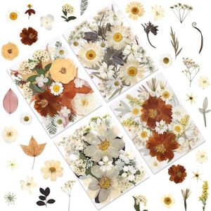 LUXEEASE 100P Vintage Cream Brown Dried Pressed Flowers