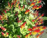 Mina Lobata - Spanish Flag - 65 Seeds + Plant tag + Freebie - Climbing Flower - Firecracker Vine, Yellow - Red