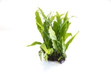 Java Fern Microsorium pteropus Live Aquarium Plants Aquatic Plant Fish Tank (5)