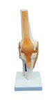 TeachingNest | Knee Joint Model Flexible PVC Plastic | Anatomical Model