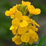 WallFlower Sunset Yellow | Vibrant Garden Ready Perennial Bedding Plants 6 Pack