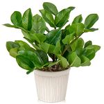 Arborus Faux Plants Indoor Artificial ZZ Plants in Ceramic Pot Fake Potted Zamioculcas Plants for Home Living Room Office Decor Bedroom Aesthetic(1PACK)