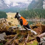 Blaze Orange Dog Vest High Visibility Outdoor Dog Safety Vest,Dog Hunting Vest Reflective Dog Vest Make Your Dog More Visible and Safe in Hunting Season or for Dog Night Walking,Activities (M)