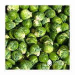 Caribou Seed Company: 'Catskill Brussel Sprouts' 50-60 Heirloom Seeds - Fresh, Organic Canadian Seed