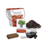 Pronto Seed Grow Your Own Cherry Tomato Seeds for Planting Now UK - Indoor Gardening Gifts for Women and Men - Includes Galvanised Bucket Planter - Beginner Friendly