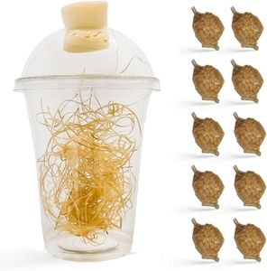 Praying Mantis Ootheca Egg Case with Hatching Habitat Cup (Ten Egg Case) - Stem Education, Comes with a Transparent Habitat Cup, Egg Case Produces Approximately up to 400 Baby Nymphs (T Sinensis)