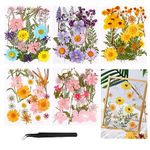 Real Dried Flowers Natural Dry Flowers 96Pcs Multicolored Pressed Flowers, Colorful Natural Flowers Dry Pressed Flowers with Tweezers, Real Pressed Flowers for DIY Scrapbooking Home Decorations