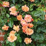Bare Root Roses Plants 'Scent from Heaven' Climbing Rose Orange Blooms Easy to Grow Your Own Garden Flowers Supplied As 1x Bare Root by Thompson and Morgan (1)