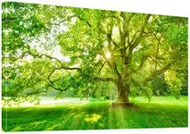 KaiLeFu-Spring Forest Nature Green Big Tree Sunshine Wall Art Canvas Prints Landscape Picture Painting- Modern Wall Artwork Framed for Home Bathroom Bedroom Office Decor-20 x40