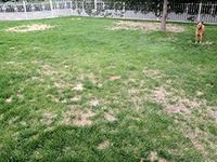 Zoysia Grass Fertilizer