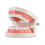 Standard Dental Teeth Model, Child Teeth Teaching, Adult Typodont Demonstration Denture Model for Teaching, Studying, Displaying, Patient Communication