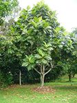 Creative Farmer Live Plant Breadfruit Artocarpus Altilis Seedless Tasty Tropical Fruit Hybrid Plants Garden Plant(1 Healthy Live Plant)