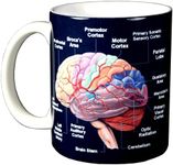 Crossings Brain Coffee Mug Bundle with Brain Stress Ball