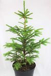 Real, Living Norway Spruce Christmas Tree 3-4ft (90-120cm) (Tree)
