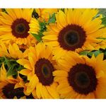 ANTIER SUNFLOWER RUSSIAN GIANT FLOWER SEEDS (AVG 30-50) SEEDS X 1 PACKET